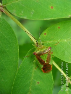 Acanthosoma haemorrhoidale