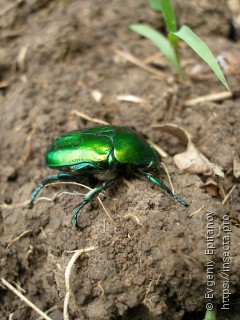 Protaetia affinis