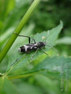 Chlorophorus figuratus