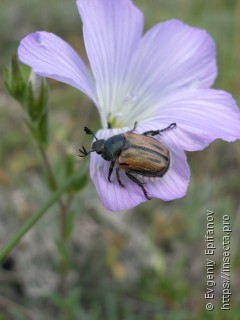 Blitopertha lineolata