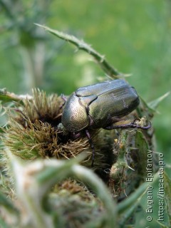 Protaetia cuprea