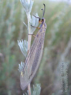 Deutoleon lineatus