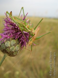 Leptophyes albovittata