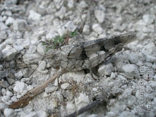 Oedipoda caerulescens