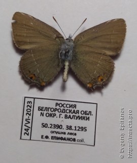 Satyrium acaciae