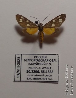 Dysauxes punctata