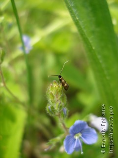 Cauchas fibulella