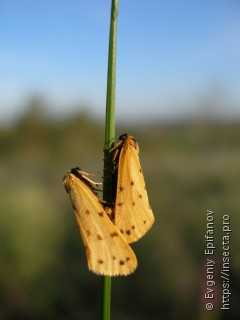 Setina roscida