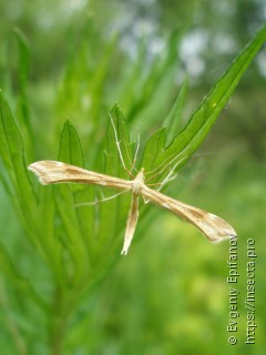 Gillmeria ochrodactyla