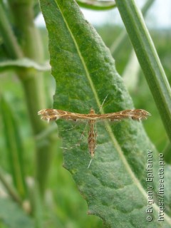 Pterophorinae