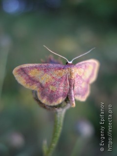 Idaea muricata