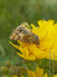 Schinia cardui