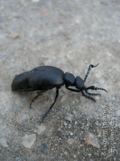 Meloe proscarabaeus