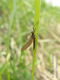 Leptophlebiidae