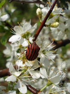 Graphosoma italicum italicum