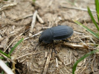 Silpha obscura