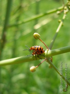 Crioceris quatuordecimpunctata