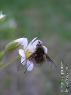 Bombylius