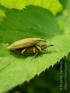 Lixus iridis