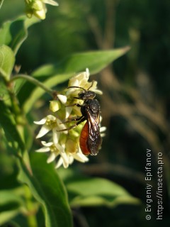 Sphecodes