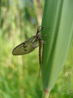 Ephemera vulgata