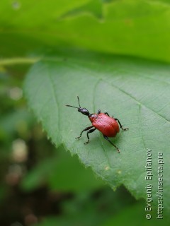 Apoderus coryli