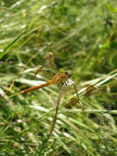 Sympetrum pedemontanum