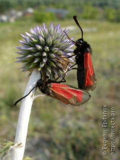 Zygaena purpuralis