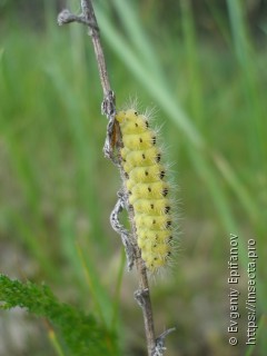 Zygaena