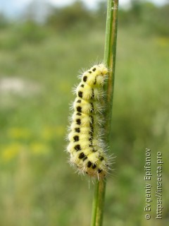 Zygaena