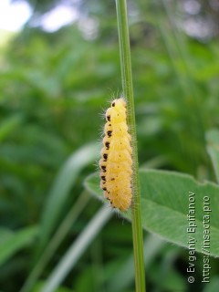 Zygaenidae