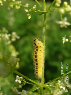 Zygaenidae