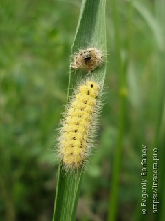 Zygaenidae