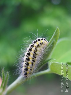 Zygaena