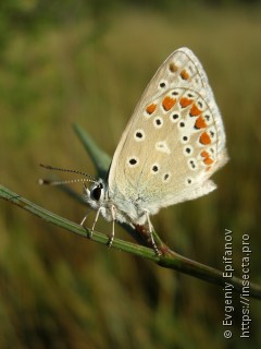 Polyommatus