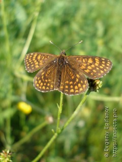 Melitaea