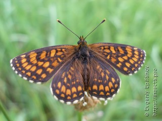 Melitaea