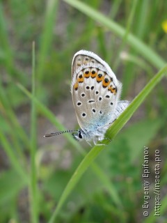 Plebejus argyrognomon