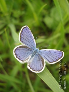 Plebejus argyrognomon