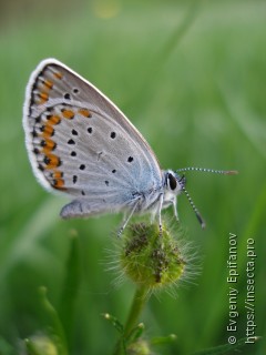 Plebejus argyrognomon