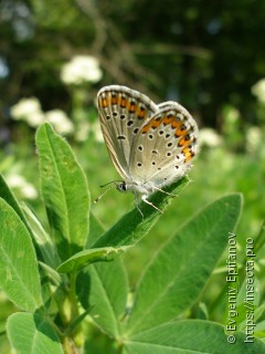 Plebejus argyrognomon