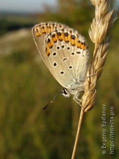 Plebejus argyrognomon