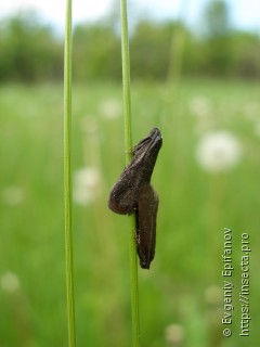 Lypusa maurella