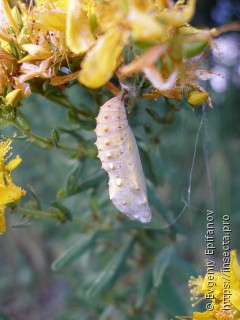 Nymphalidae