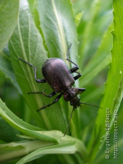 Calosoma inquisitor