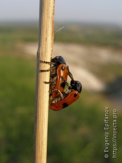 Clytra quadripunctata