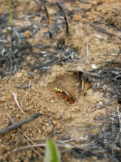 Nomada