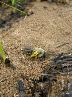 Andrena vaga