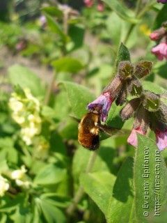 Bombylius discolor