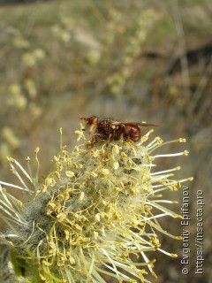 Sicus ferrugineus